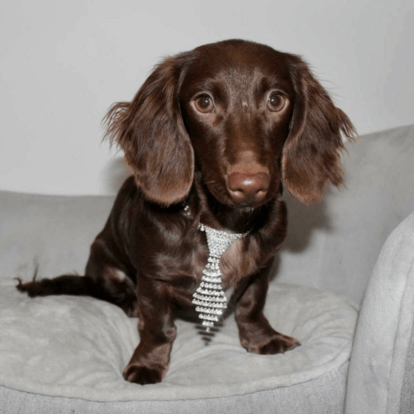 dog fashion necklace, let's pawty
