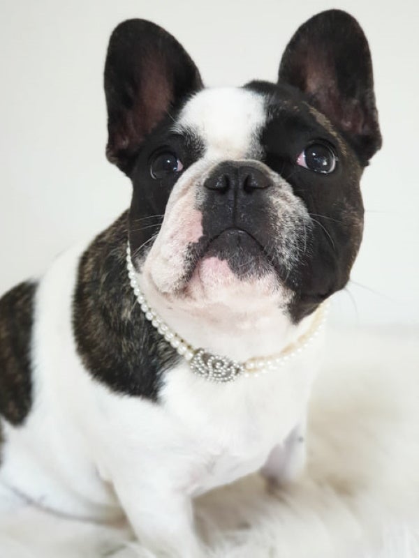 Dog jewellery, fashion accessory for your pooch, let's pawty