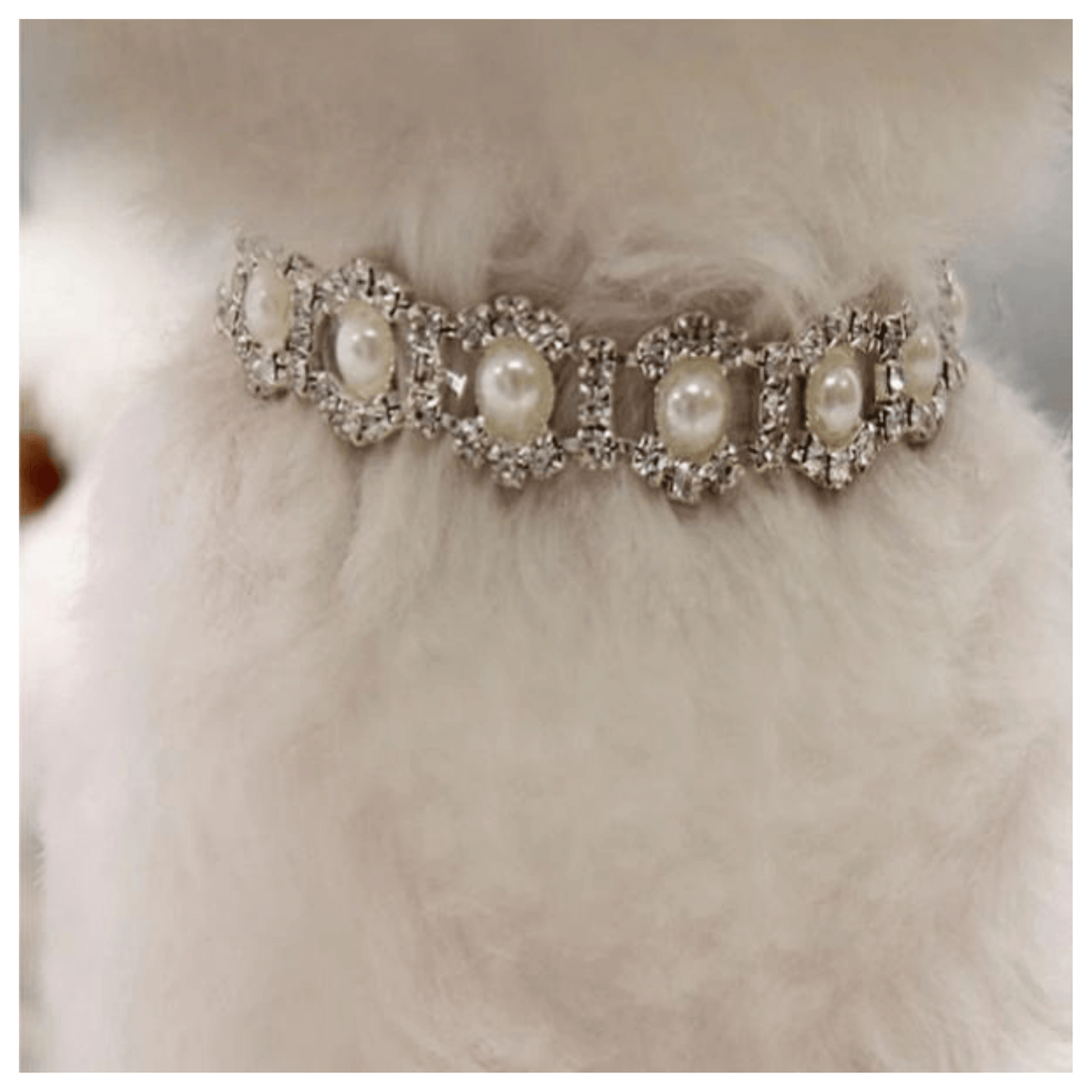 dog jewellery and party accessories for your fur baby Let's Pawty Sydney