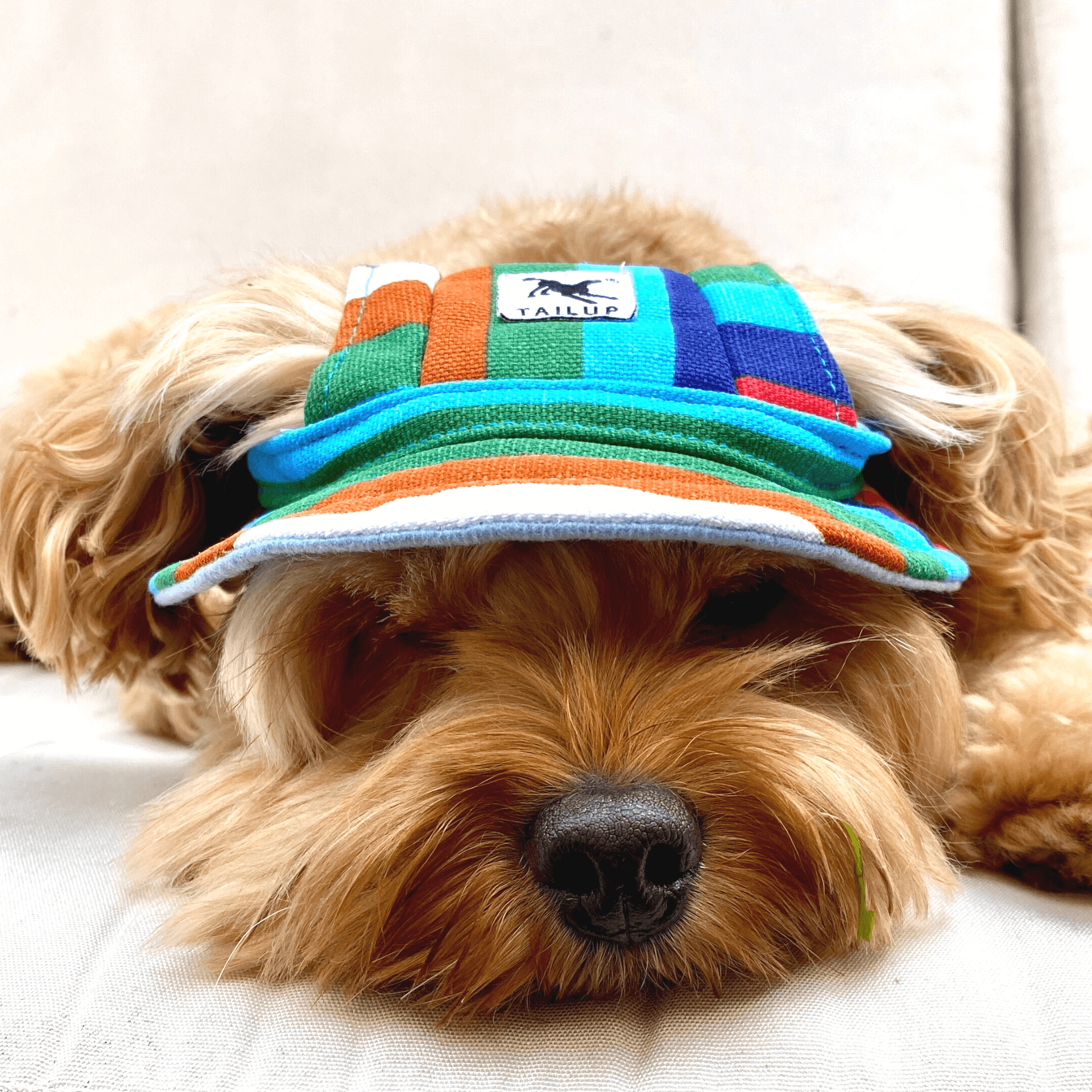 Protective sun hat for dogs to help shade the eyes let's pawty