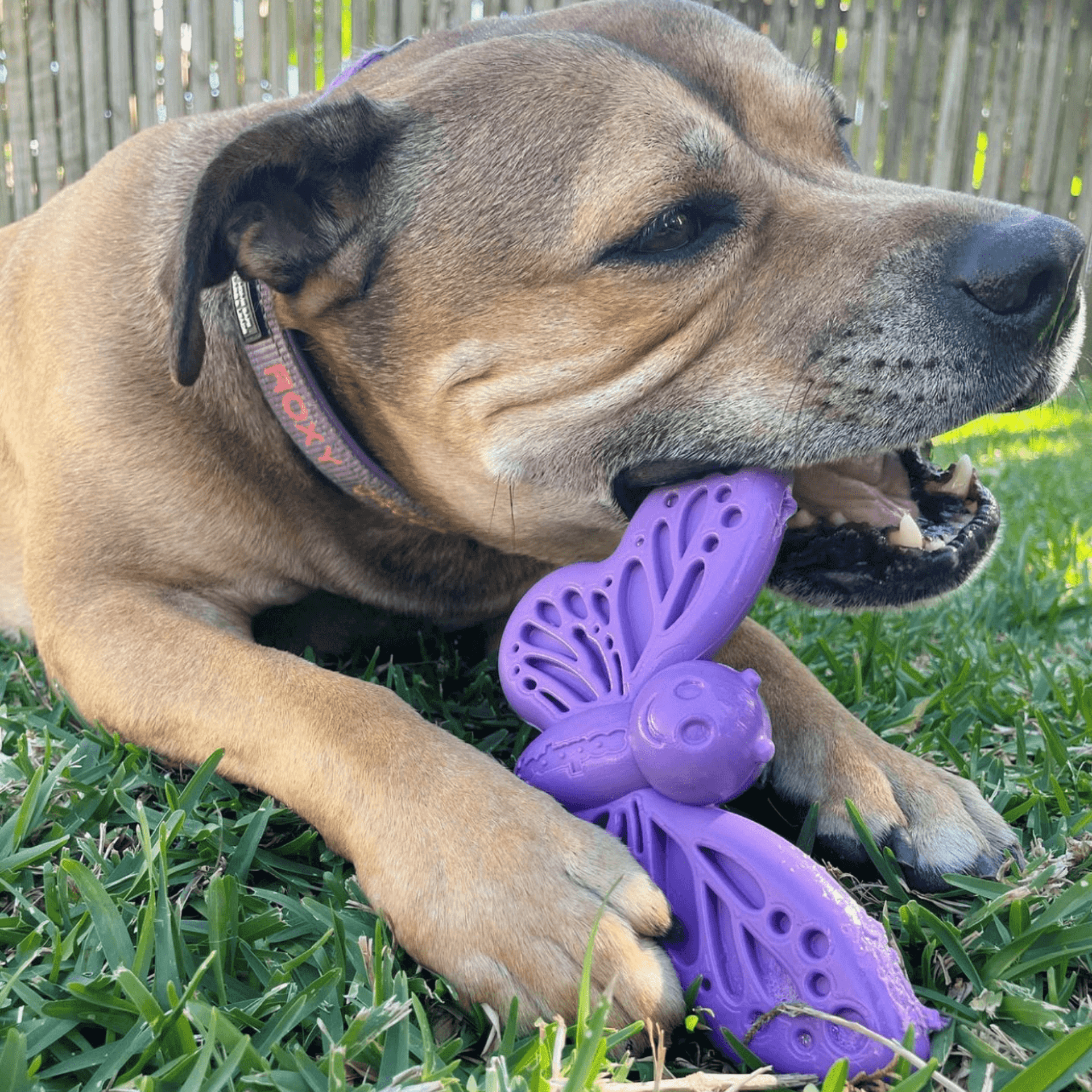 Durable enrichment dog toy for aggressive chewers, let's pawty