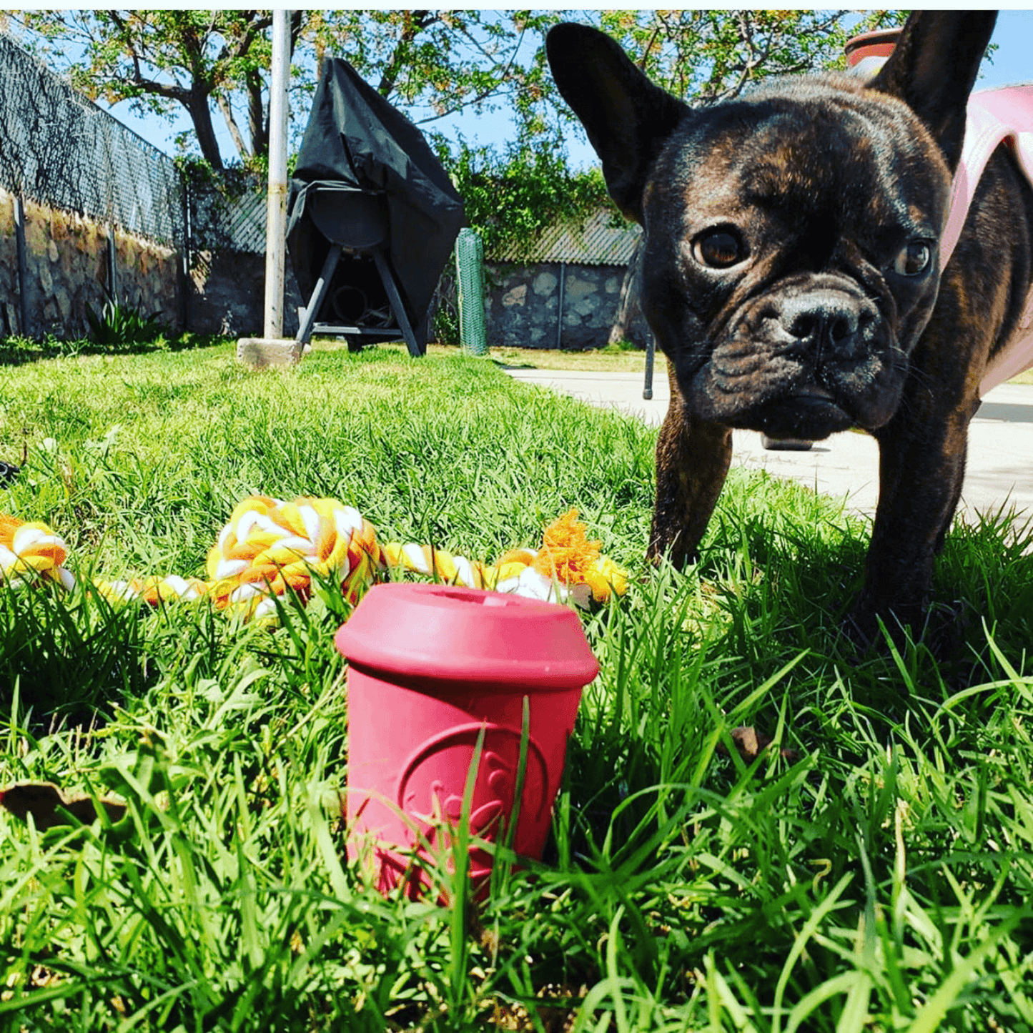 Enrichment treat dispensing dog toy for power chewers