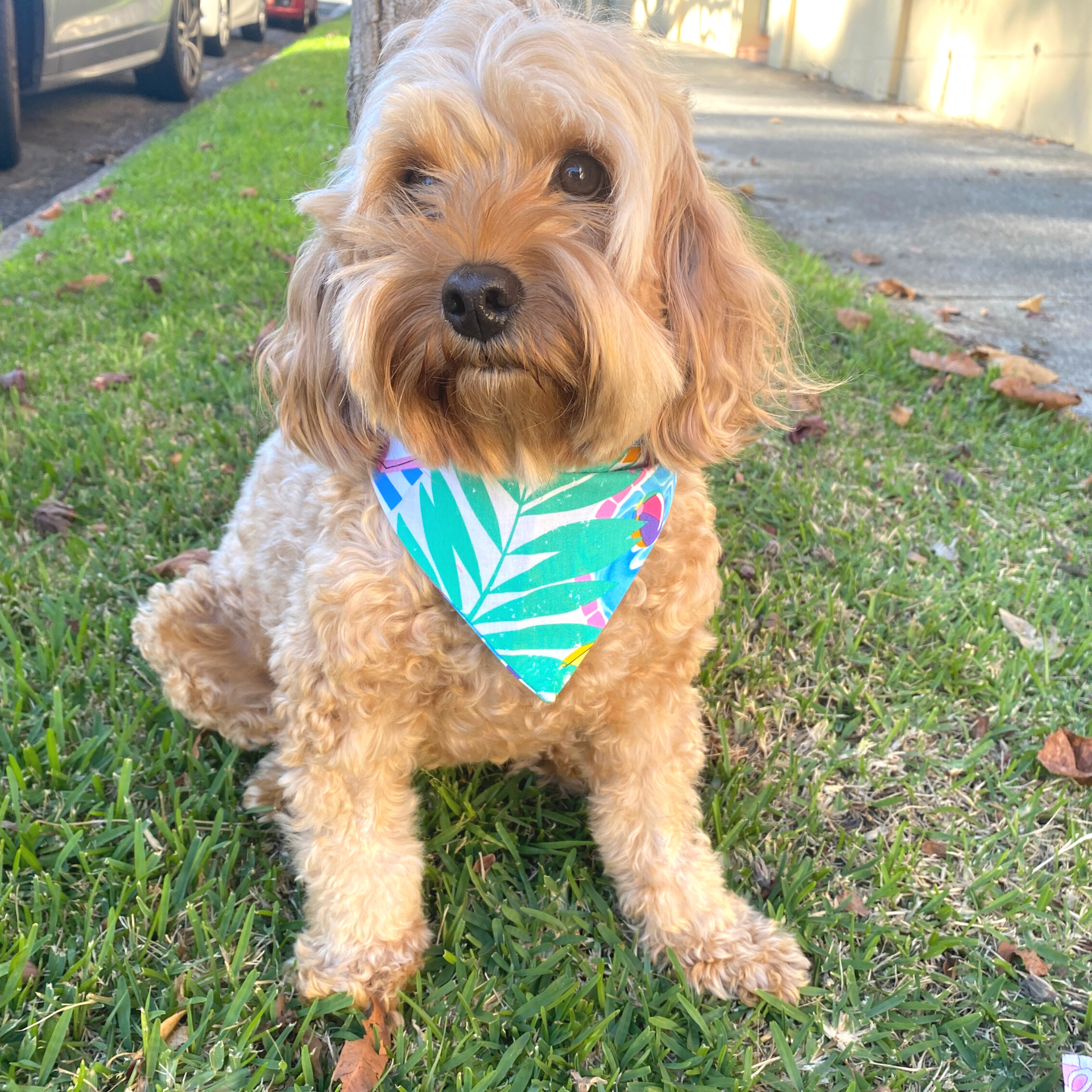 pool summer themed reversible dog bandana, handmade let's pawty