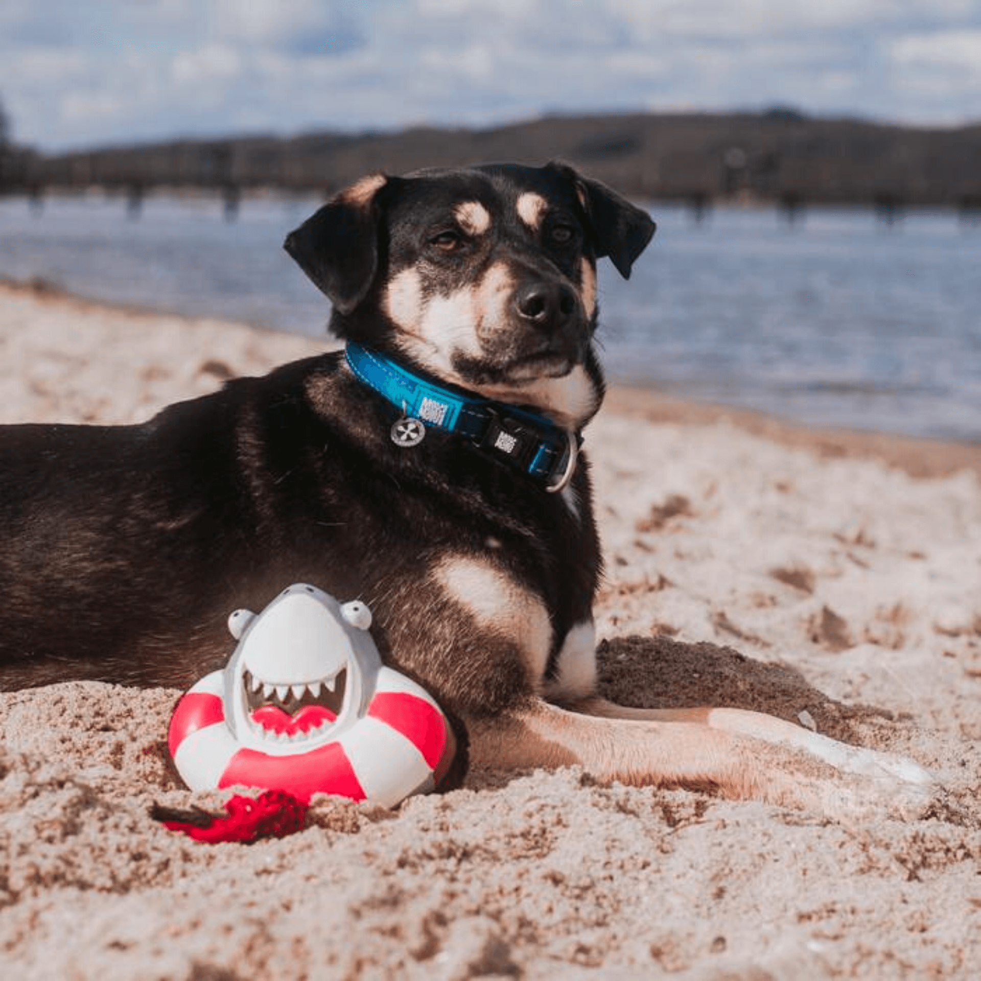 Shark dog toy, cuddle, fetch, rope, let's pawty