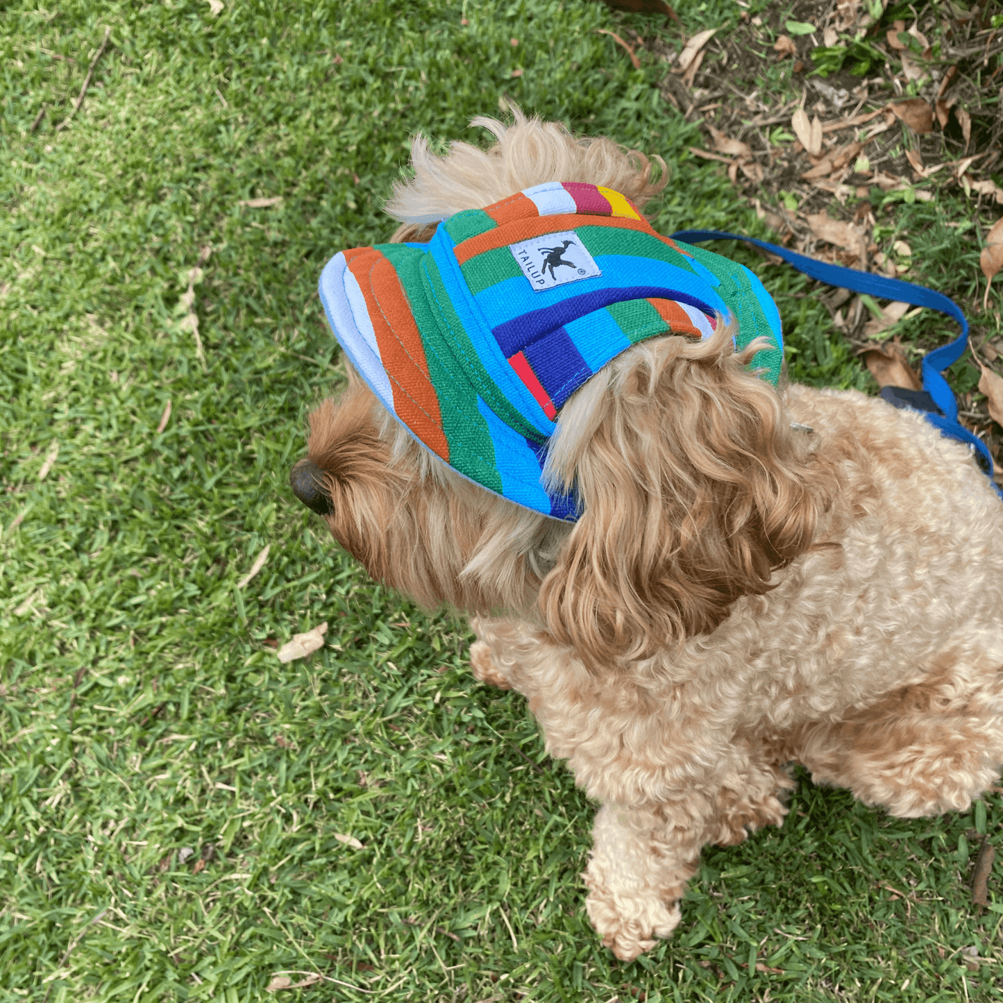 sun hat let's pawty, full brim, Mardi Gras, pride 